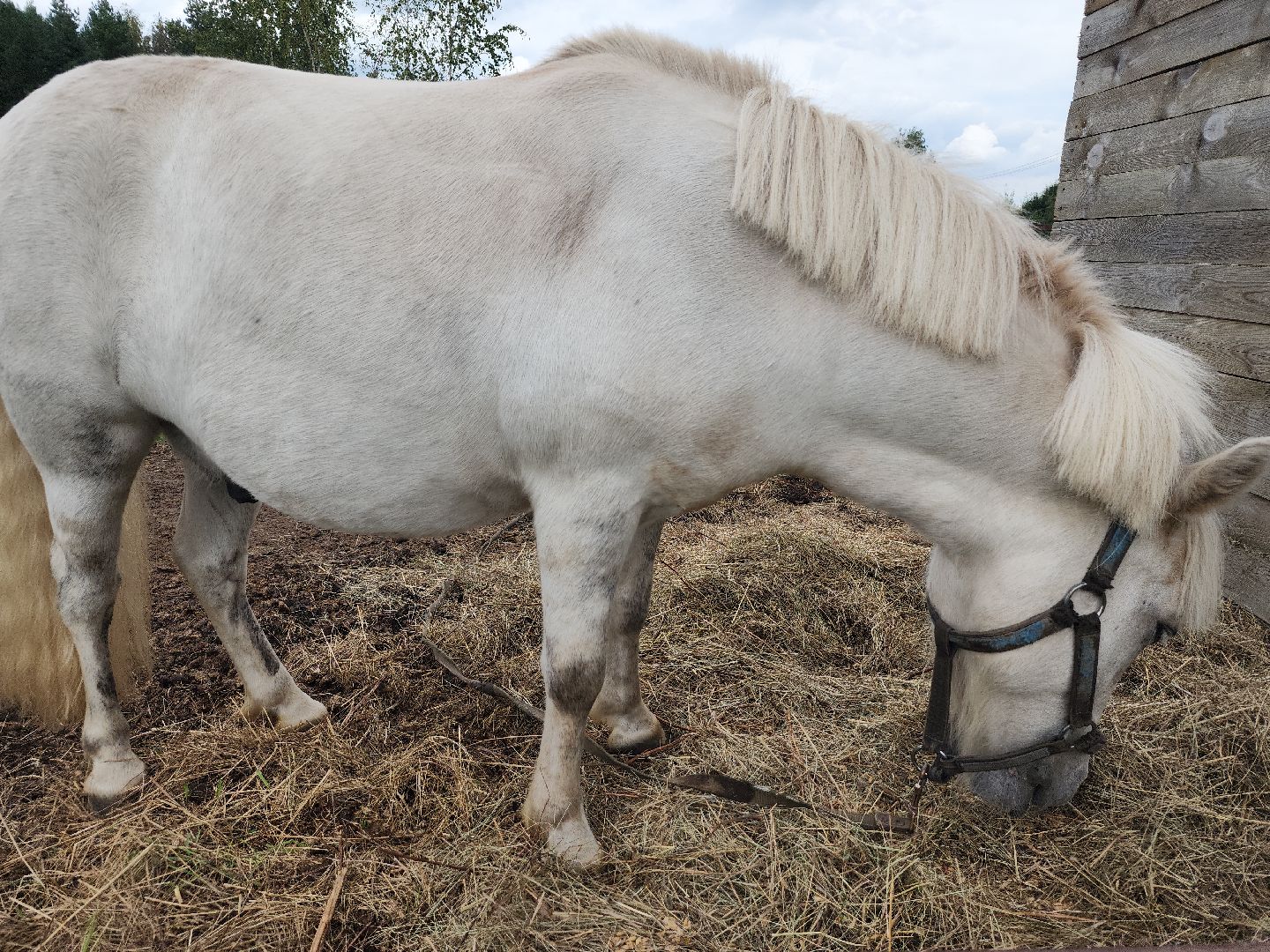 Конный клуб, лошади, спорт, Рыбхоз, Богородский городской округ