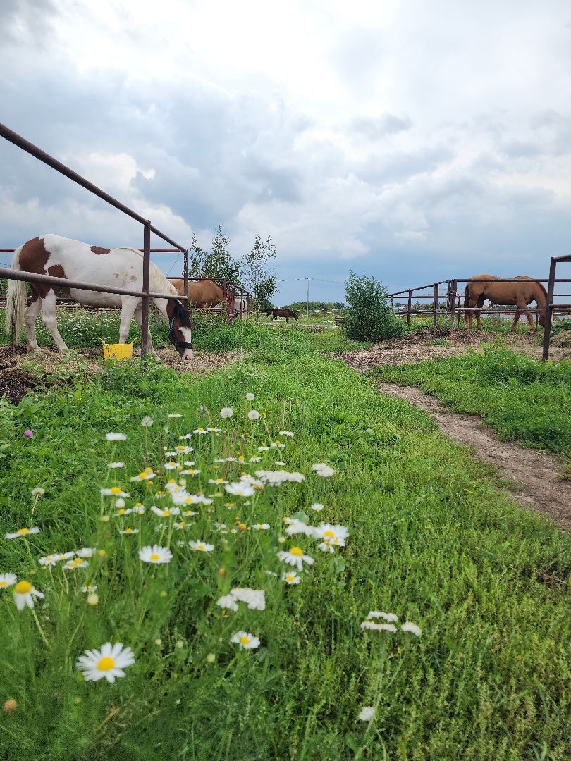 Конный клуб, лошади, спорт, Рыбхоз, Богородский городской округ