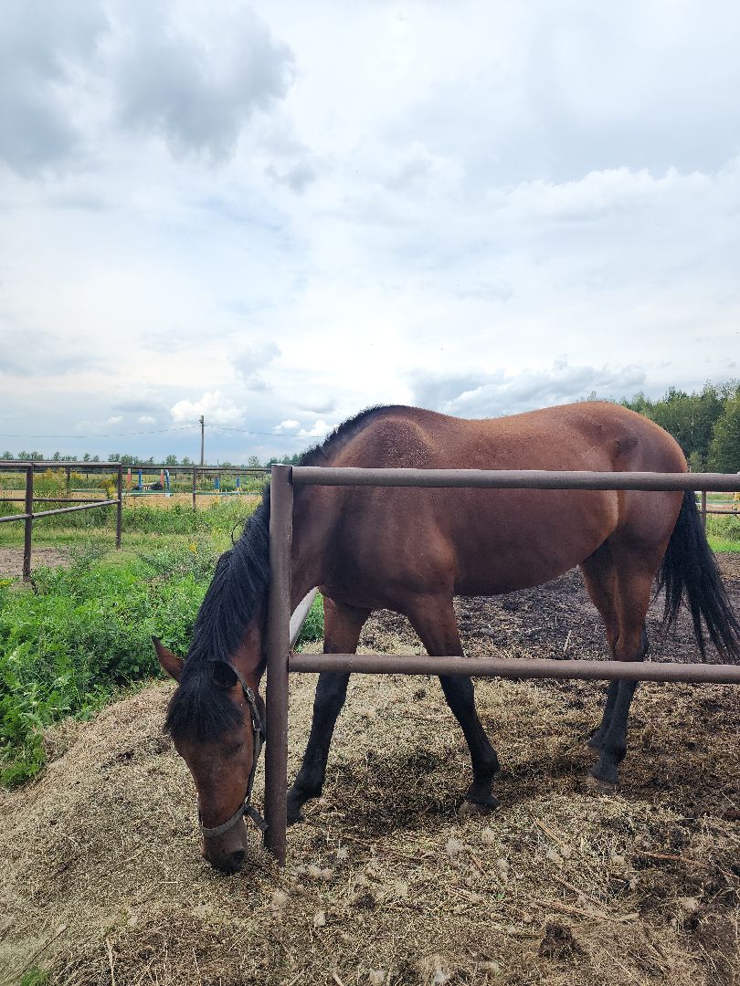Конный клуб, лошади, спорт, Рыбхоз, Богородский городской округ