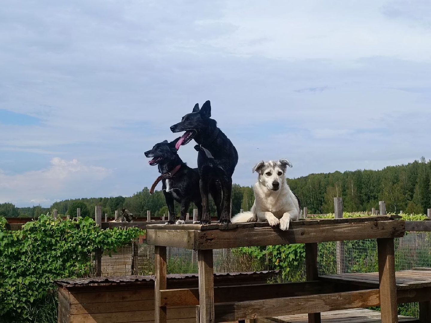 Можайск, Можайский городской округ, Подмосковье, день бездомных животных, собаки, приют, помощь, волонтёры, праздник