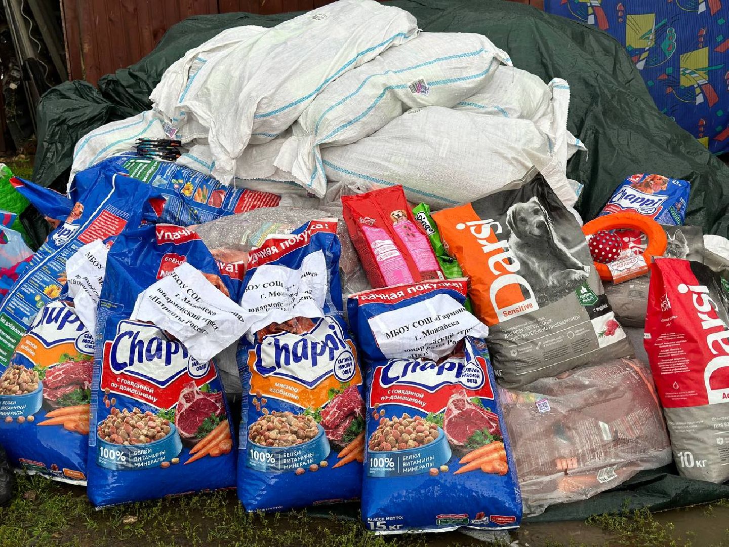 Можайск, Можайский городской округ, Подмосковье, день бездомных животных, собаки, приют, помощь, волонтёры, праздник