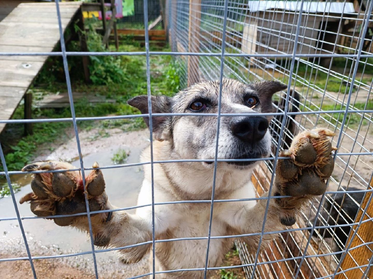 Можайск, Можайский городской округ, Подмосковье, день бездомных животных, собаки, приют, помощь, волонтёры, праздник