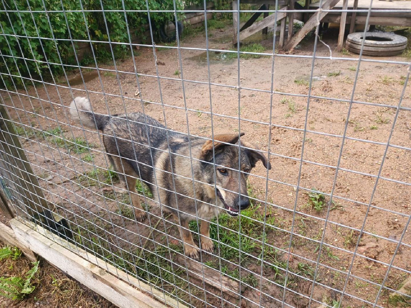 Можайск, Можайский городской округ, Подмосковье, день бездомных животных, собаки, приют, помощь, волонтёры, праздник