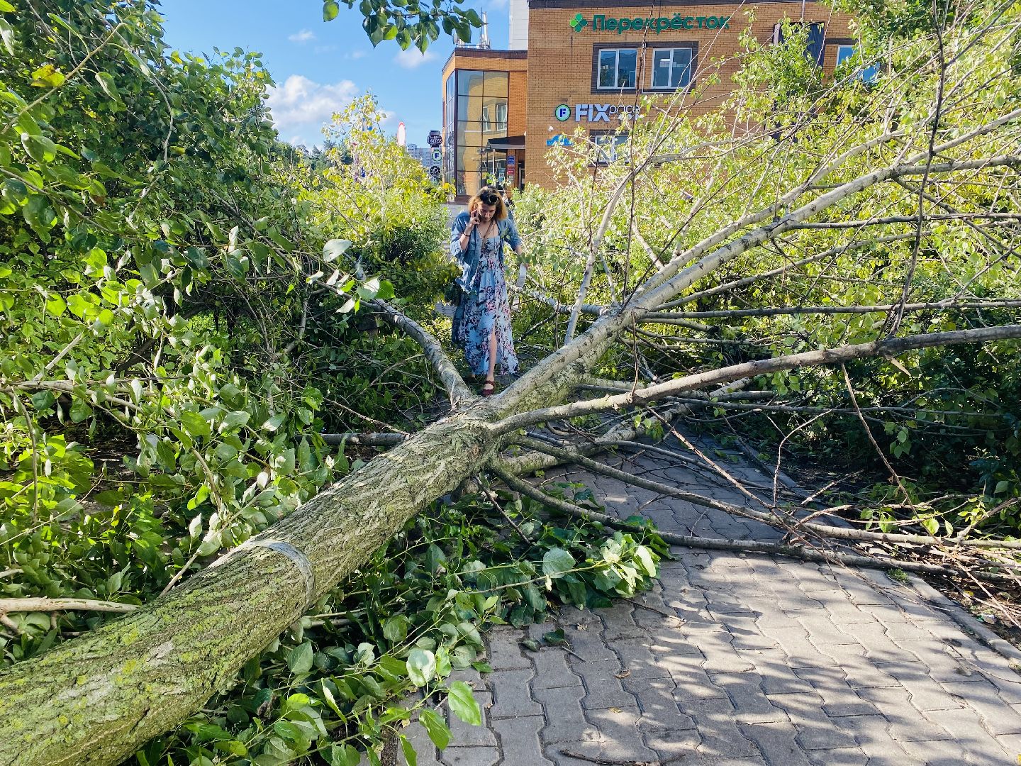 Балашиха, деревья, ликвидация последствий непогоды,