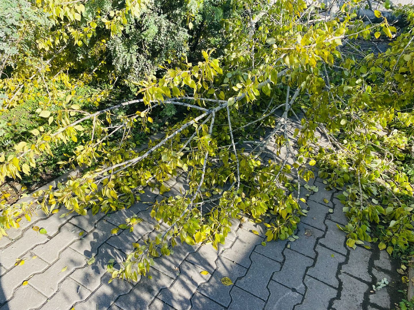 Балашиха, деревья, ликвидация последствий непогоды,