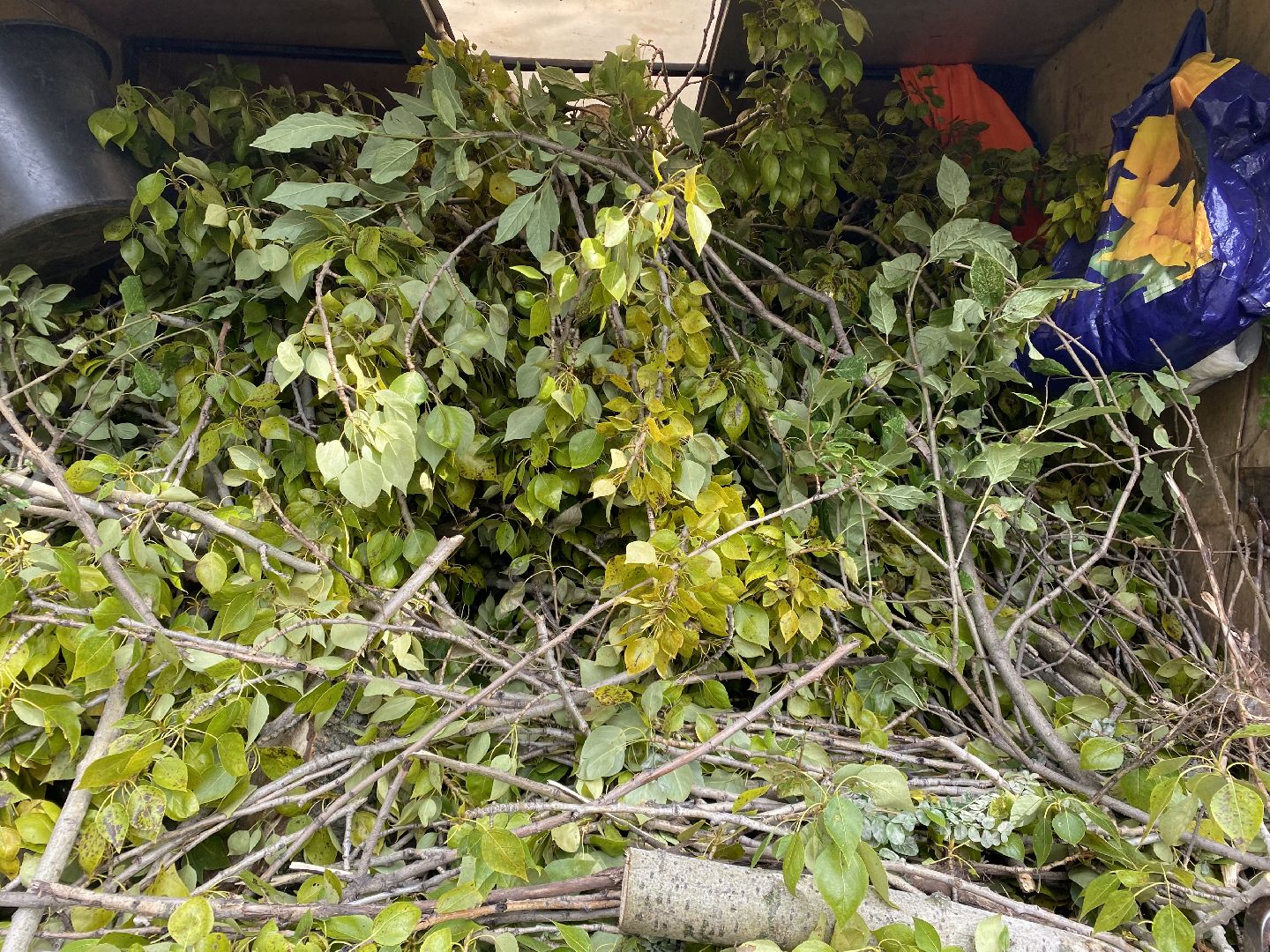 Балашиха, деревья, ликвидация последствий непогоды,