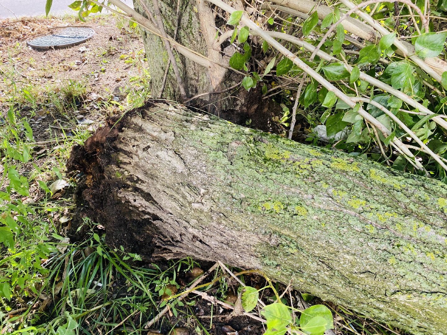 Балашиха, деревья, ликвидация последствий непогоды,