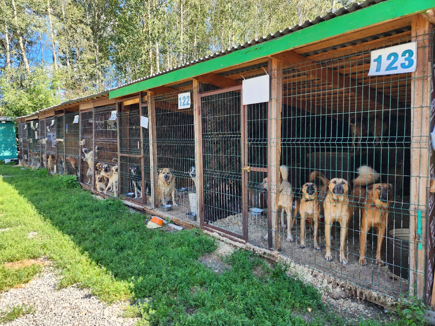 Приют, безнадзорные собаки, животные, Ногинск, Богородский городской округ