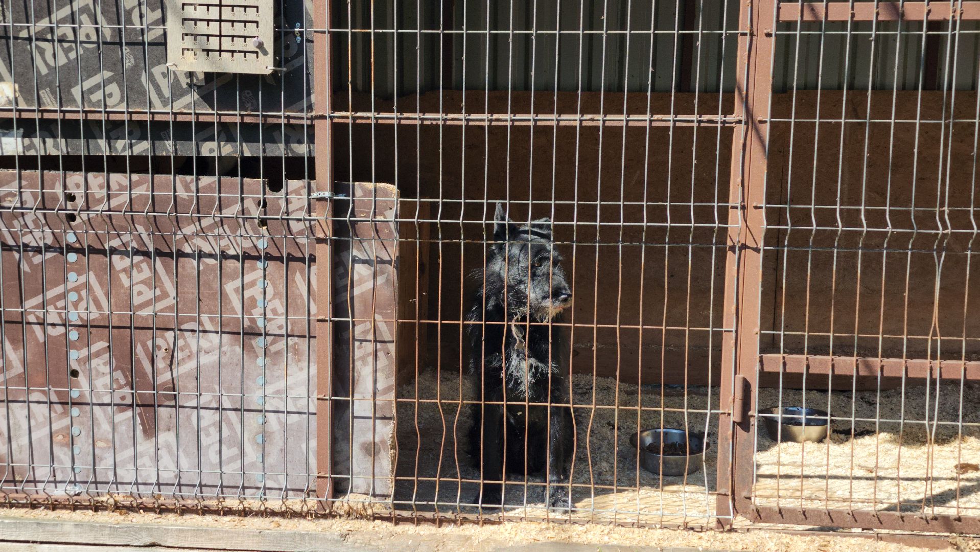 Приют, безнадзорные собаки, животные, Ногинск, Богородский городской округ