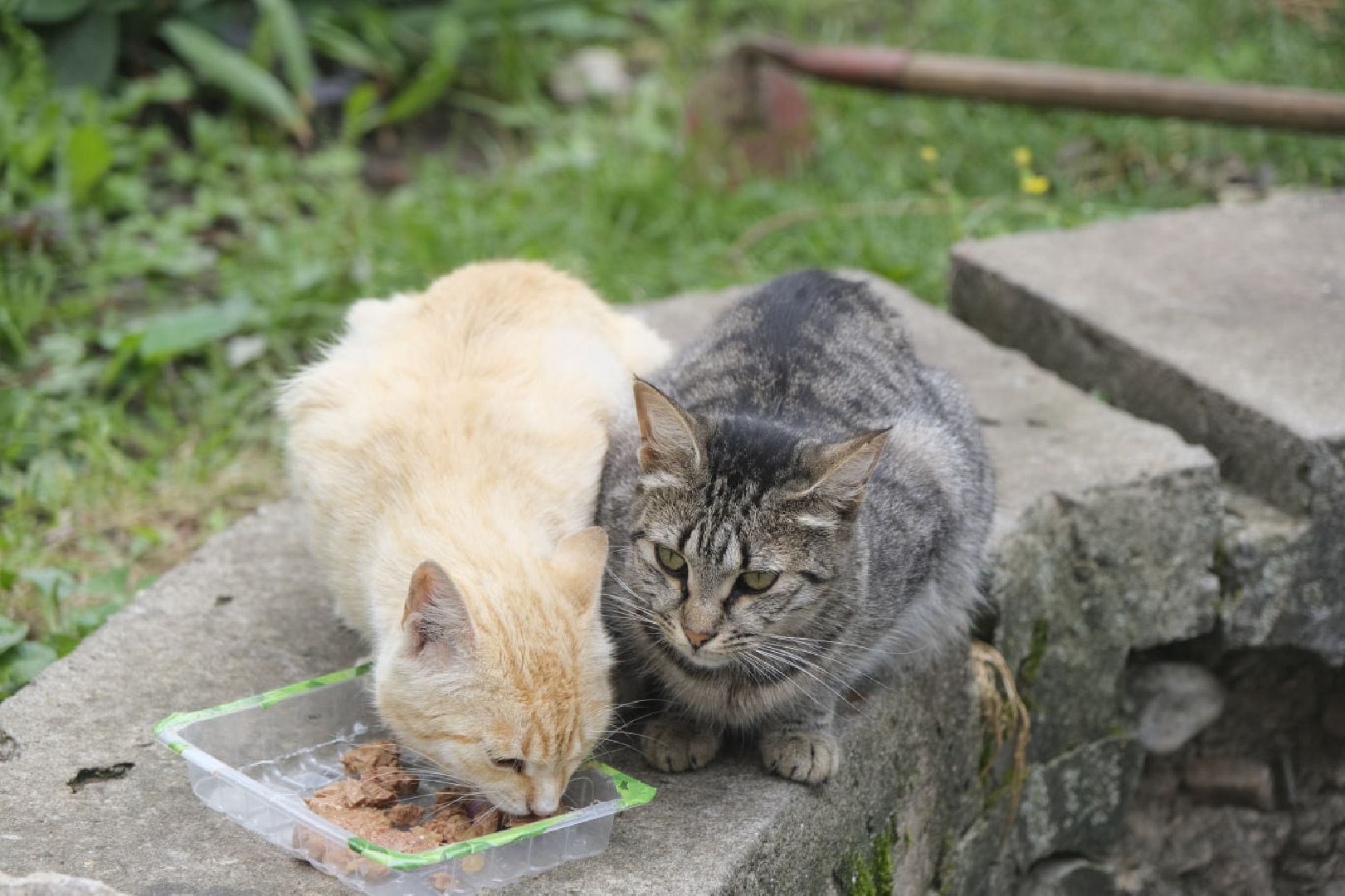 Пущино, кошки