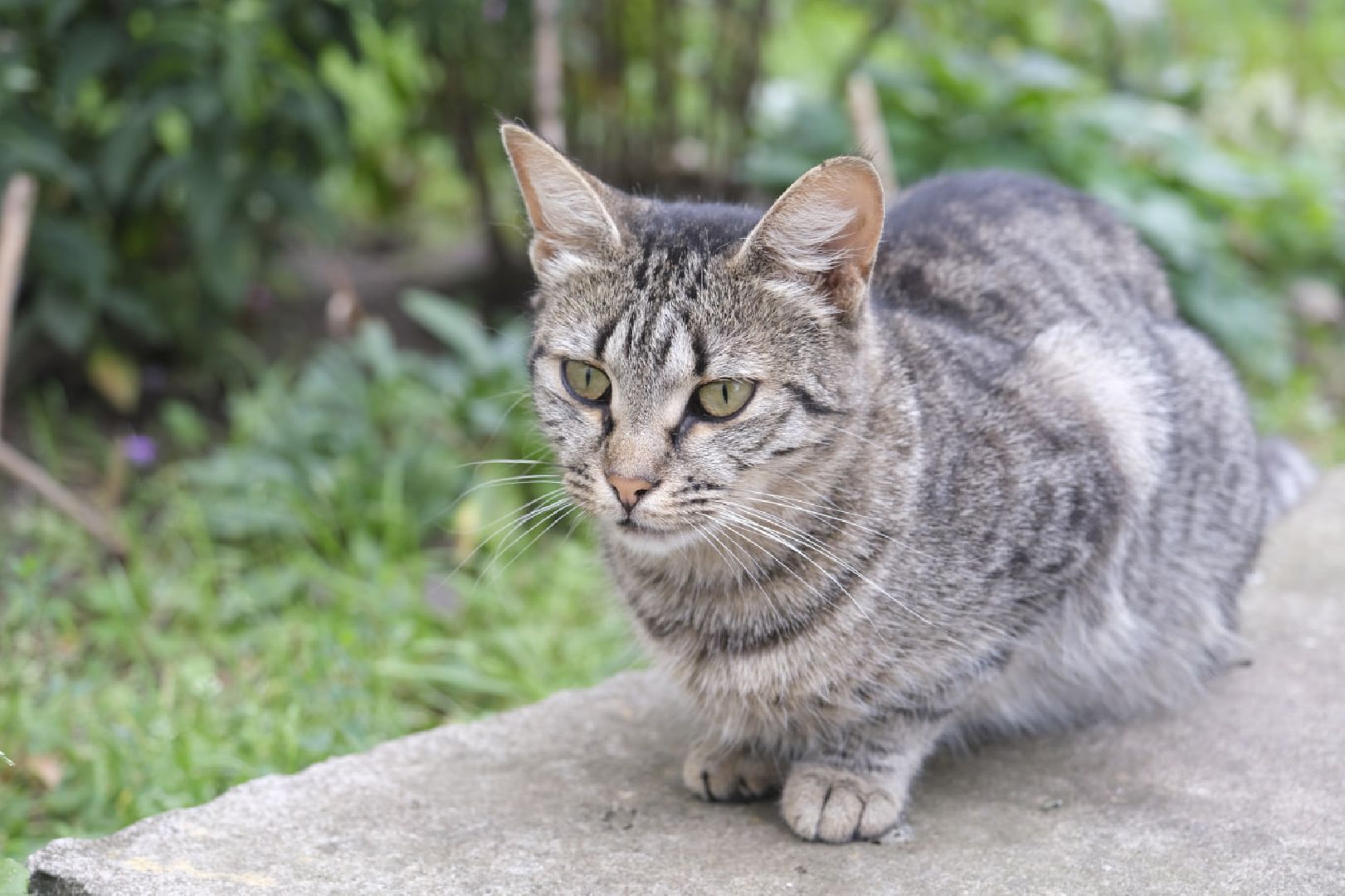 Пущино, кошки