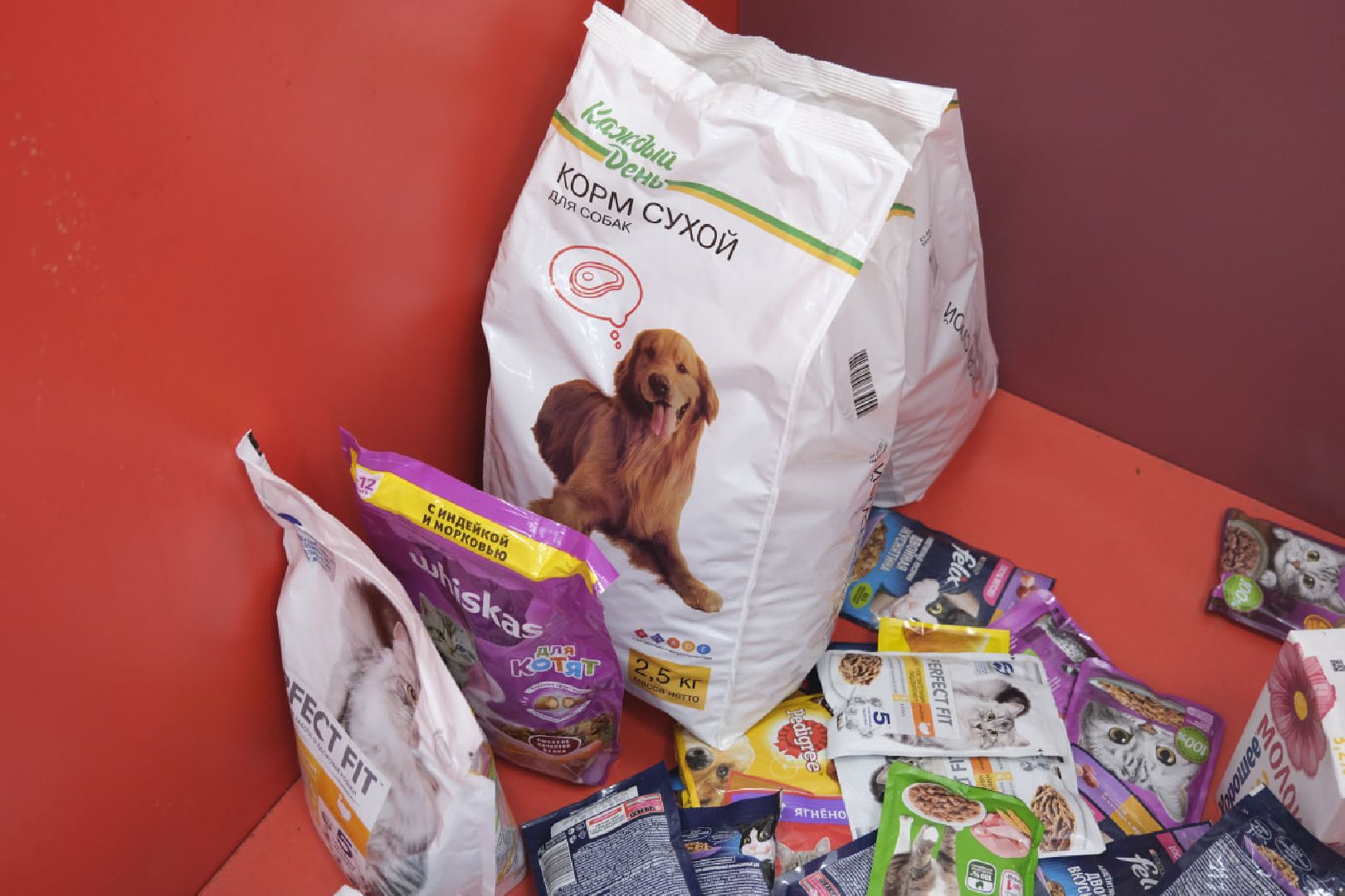 Пущино, кошки