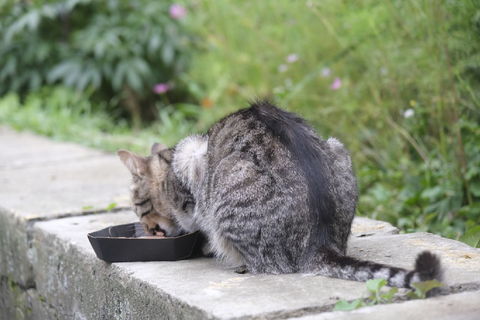 Пущино, кошки