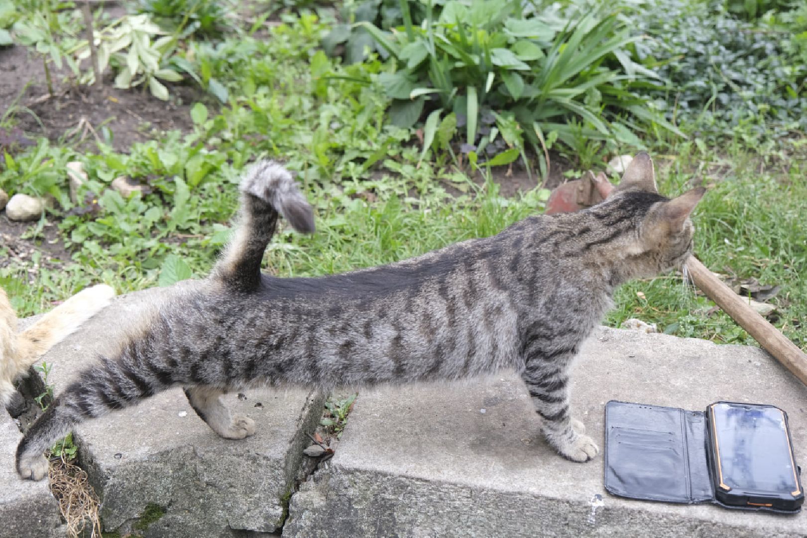 Пущино, кошки