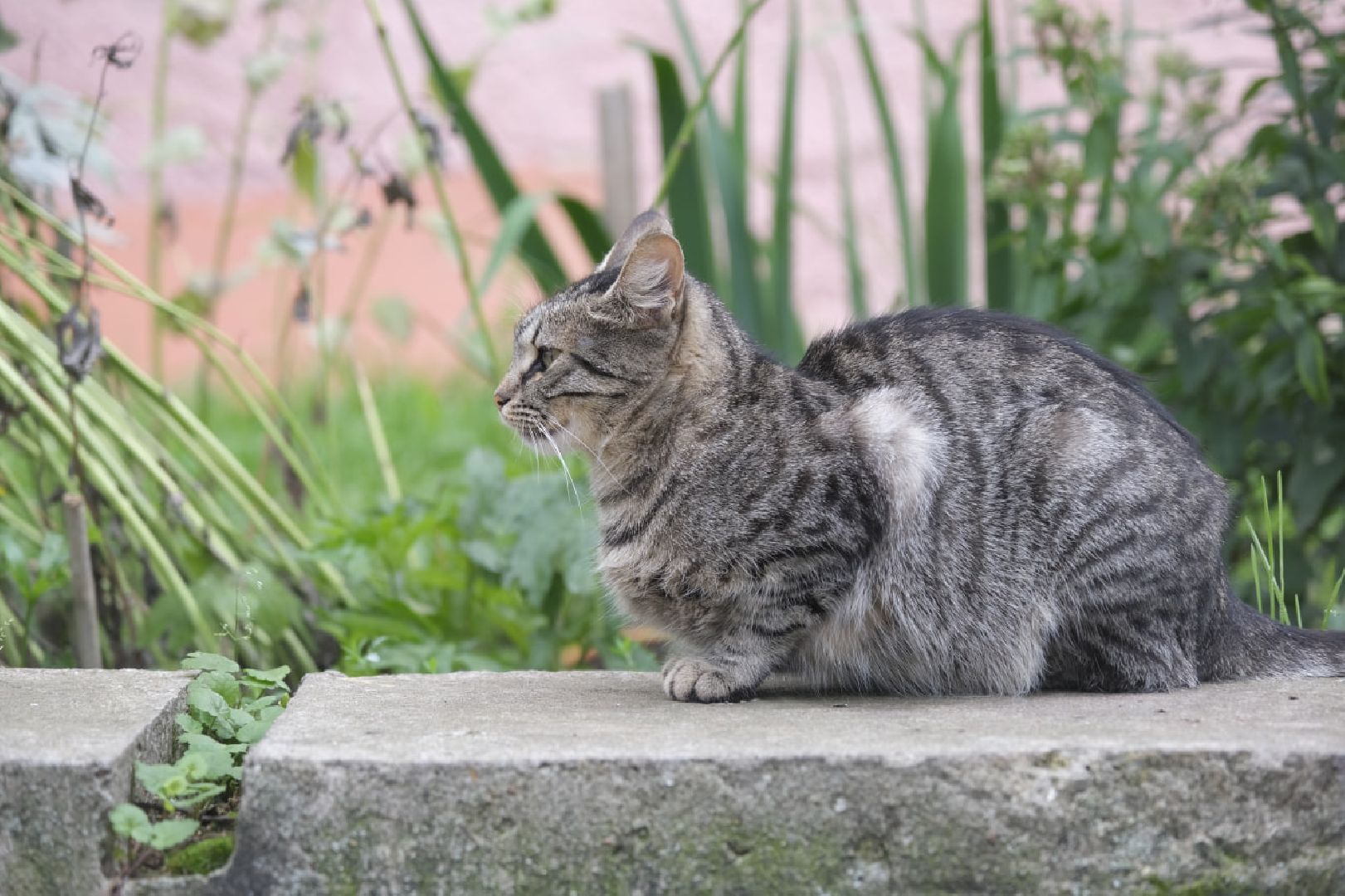 Пущино, кошки
