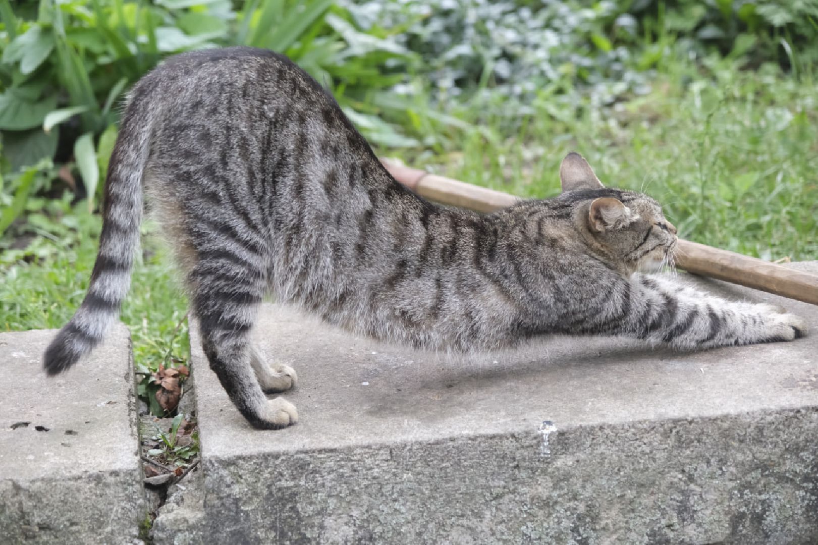 Пущино, кошки