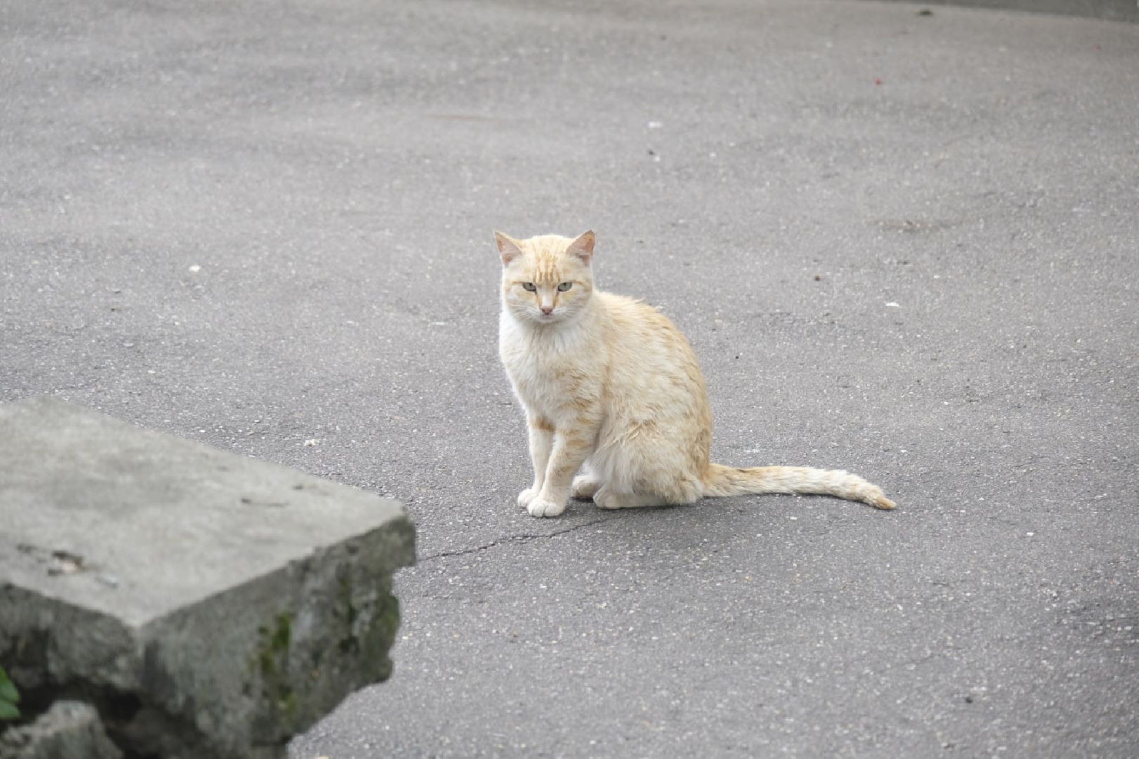 Пущино, кошки