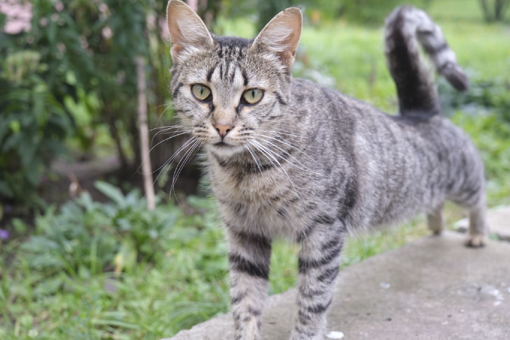 Пущино, кошки