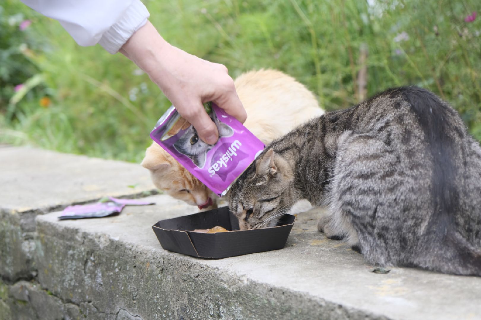 Пущино, кошки