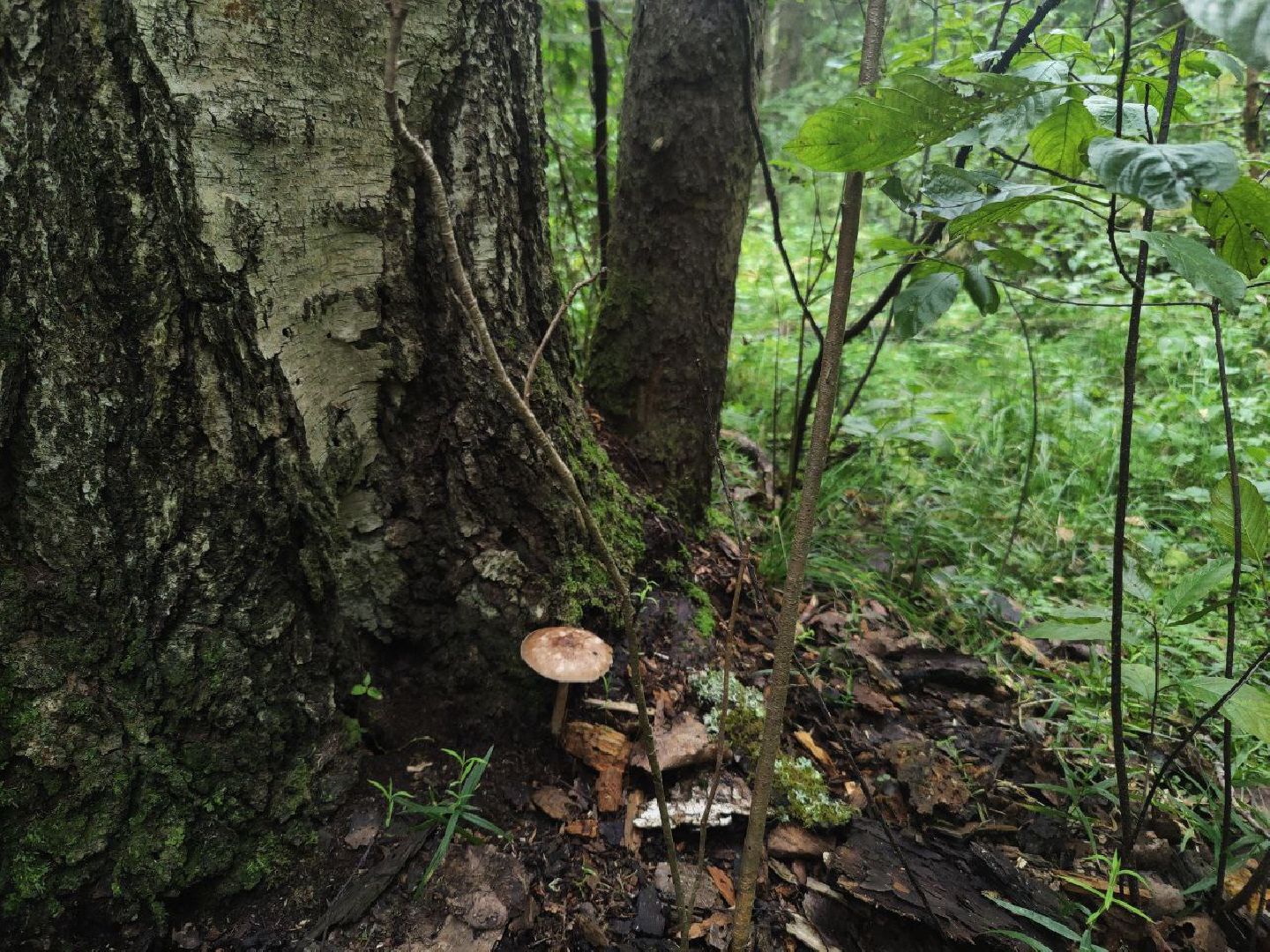 Нахабино, грибы, лес