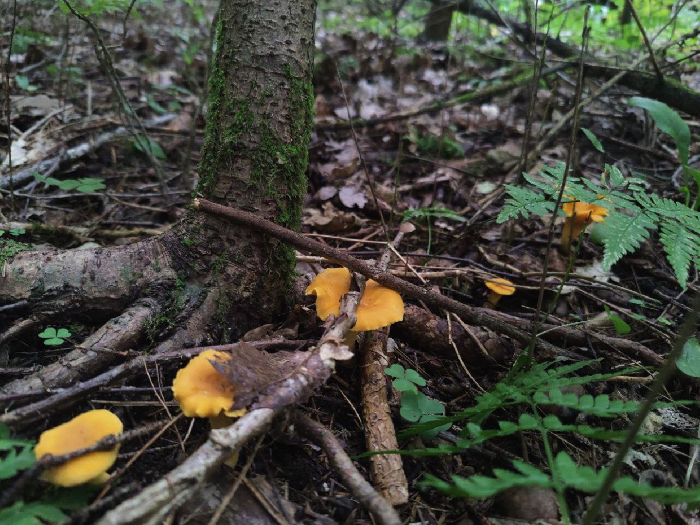 Нахабино, грибы, лес