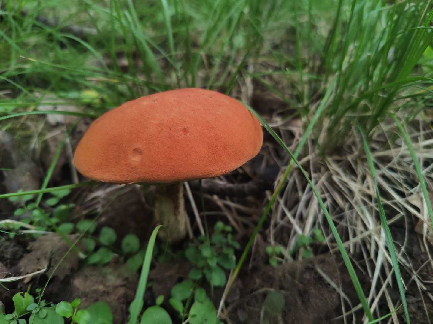 Нахабино, грибы, лес