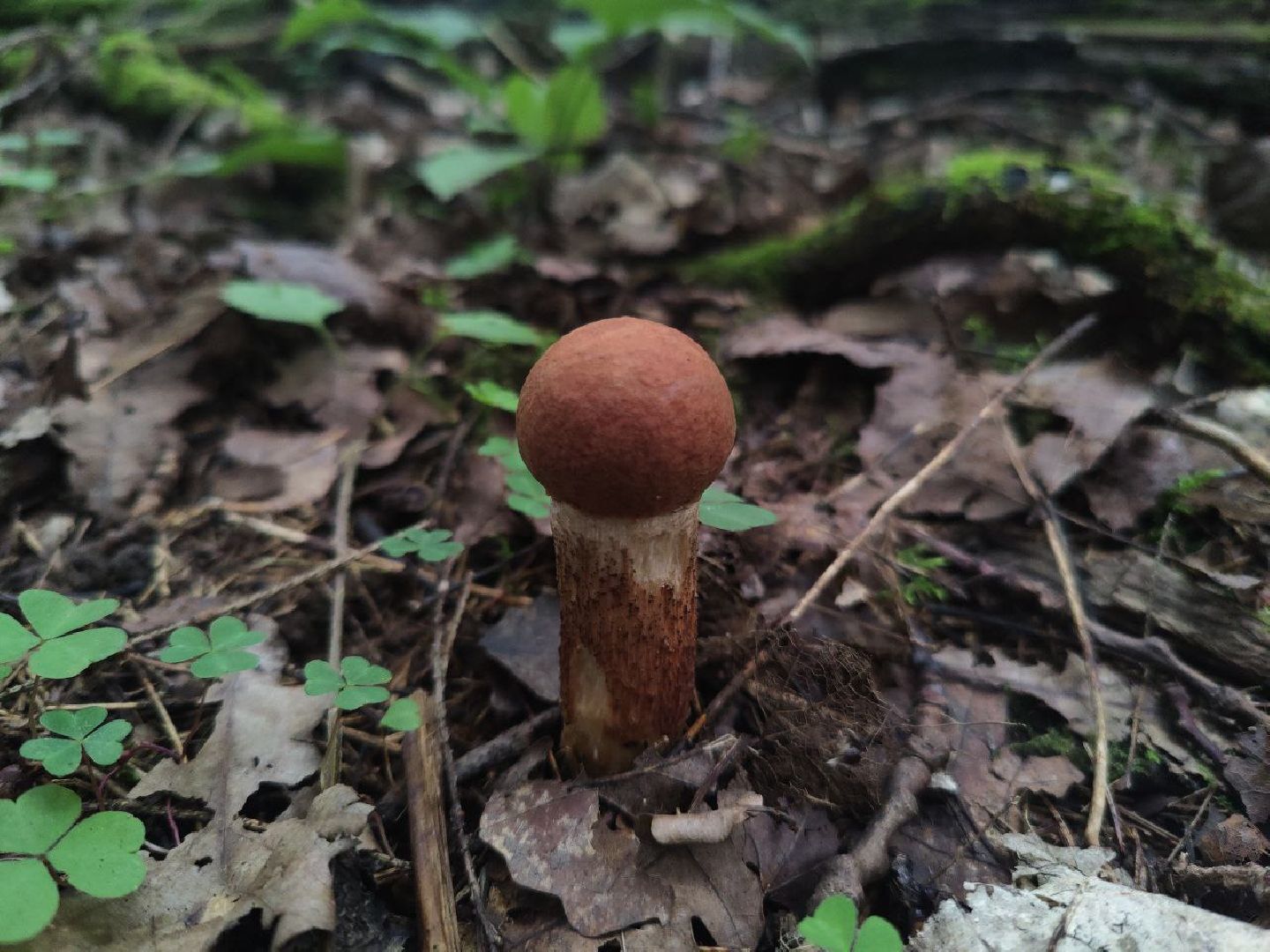 Нахабино, грибы, лес