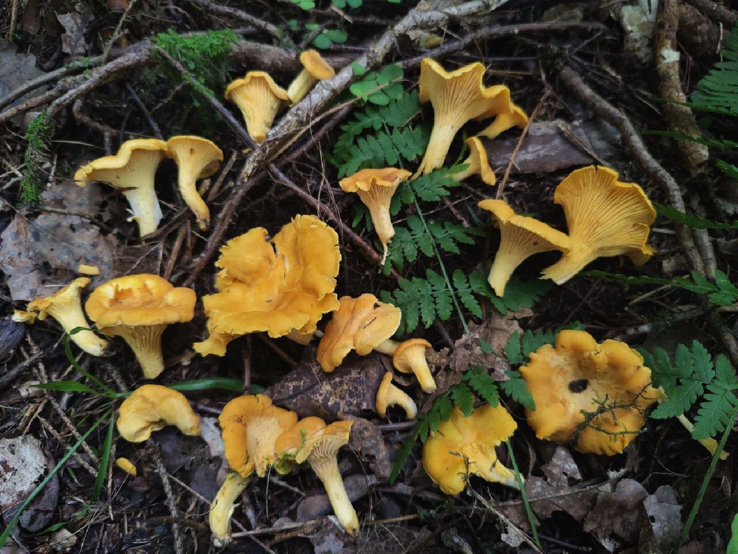 Нахабино, грибы, лес