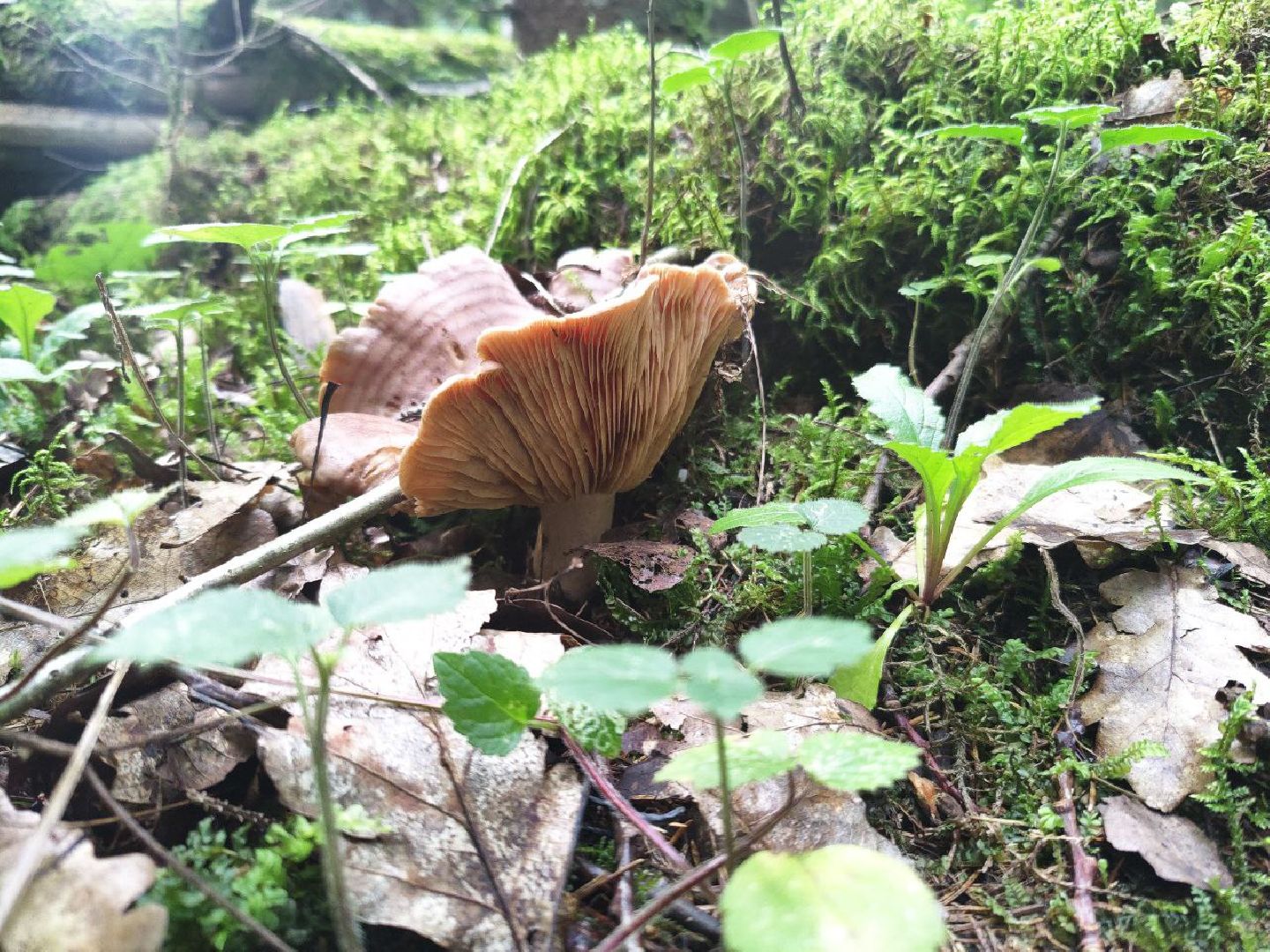 Нахабино, грибы, лес