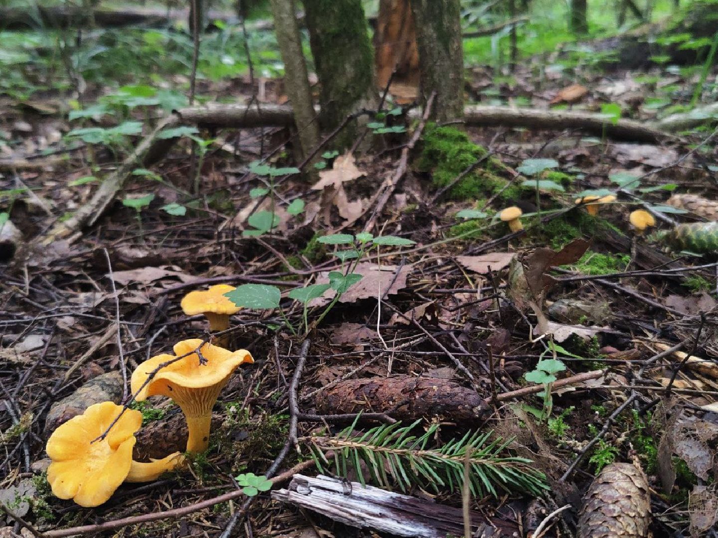 Нахабино, грибы, лес