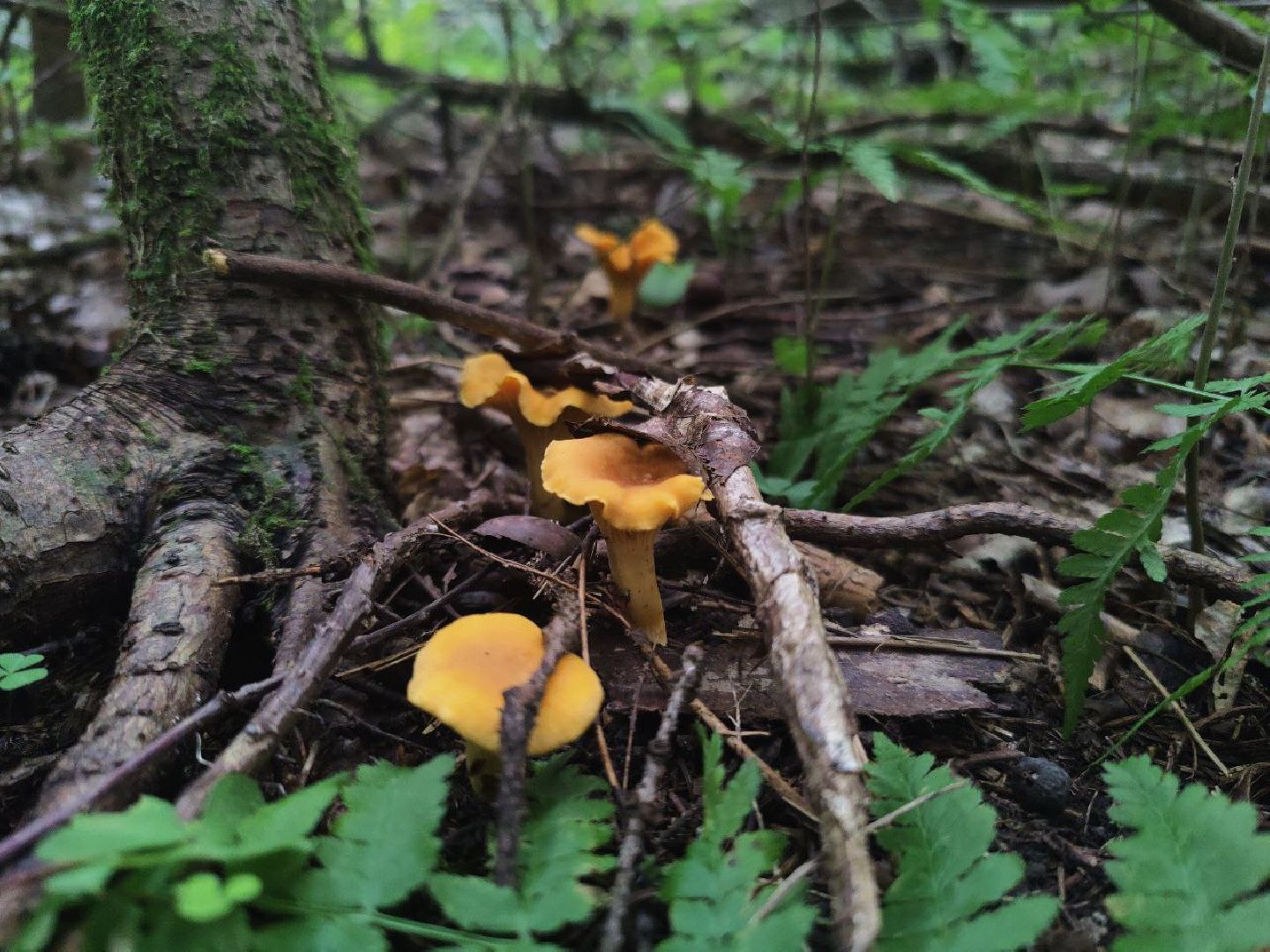 Нахабино, грибы, лес