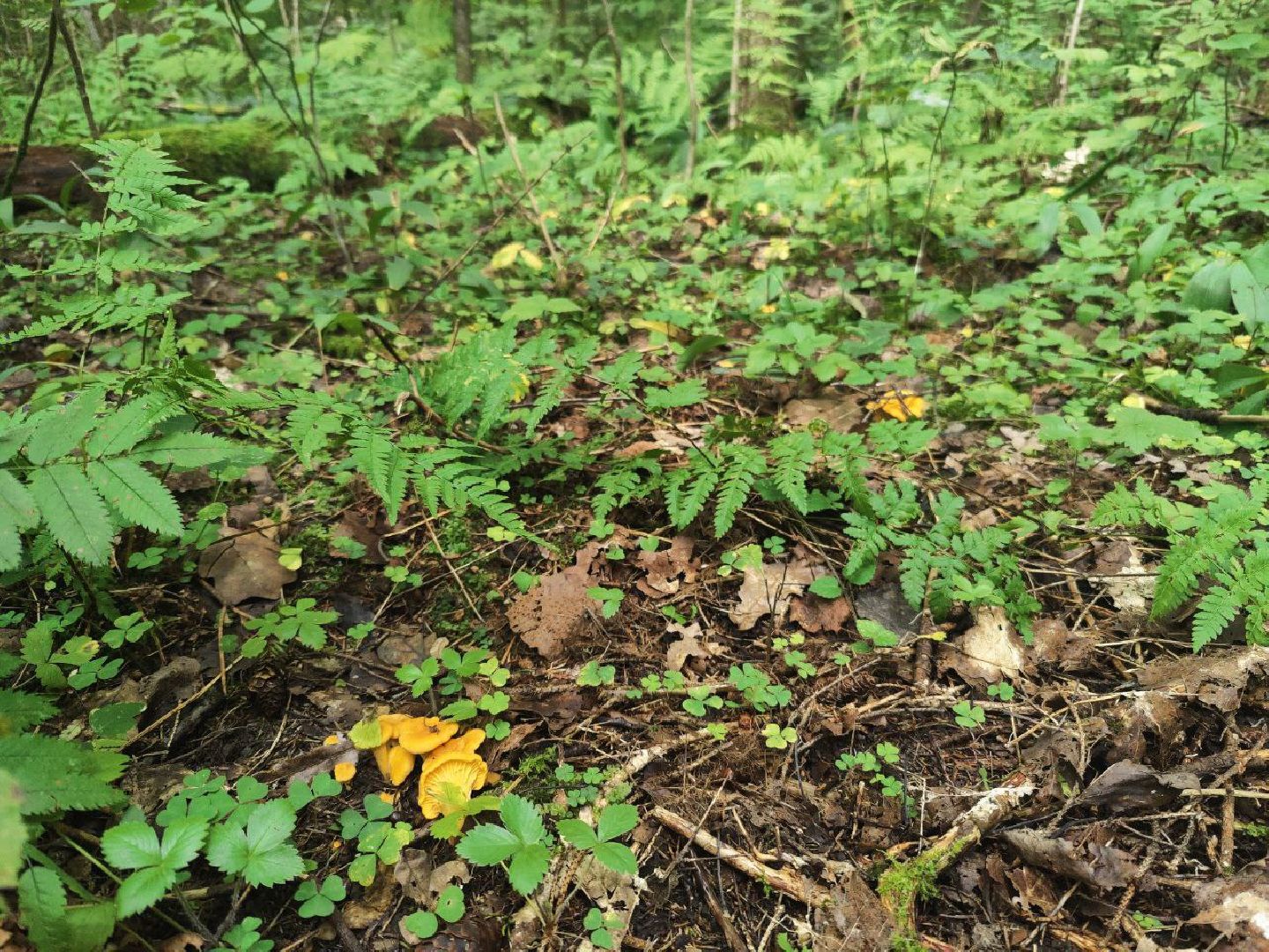 Нахабино, грибы, лес