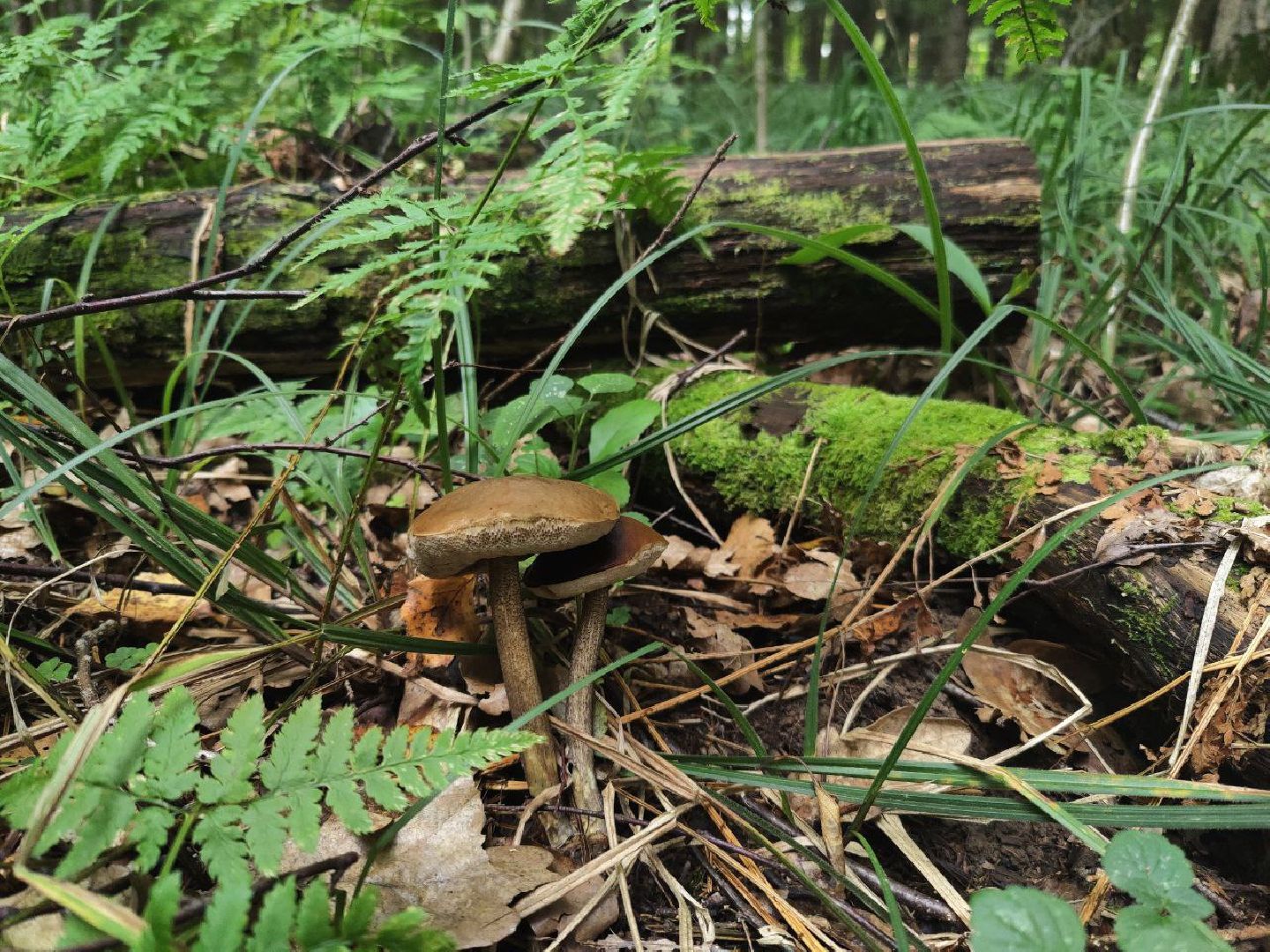 Нахабино, грибы, лес