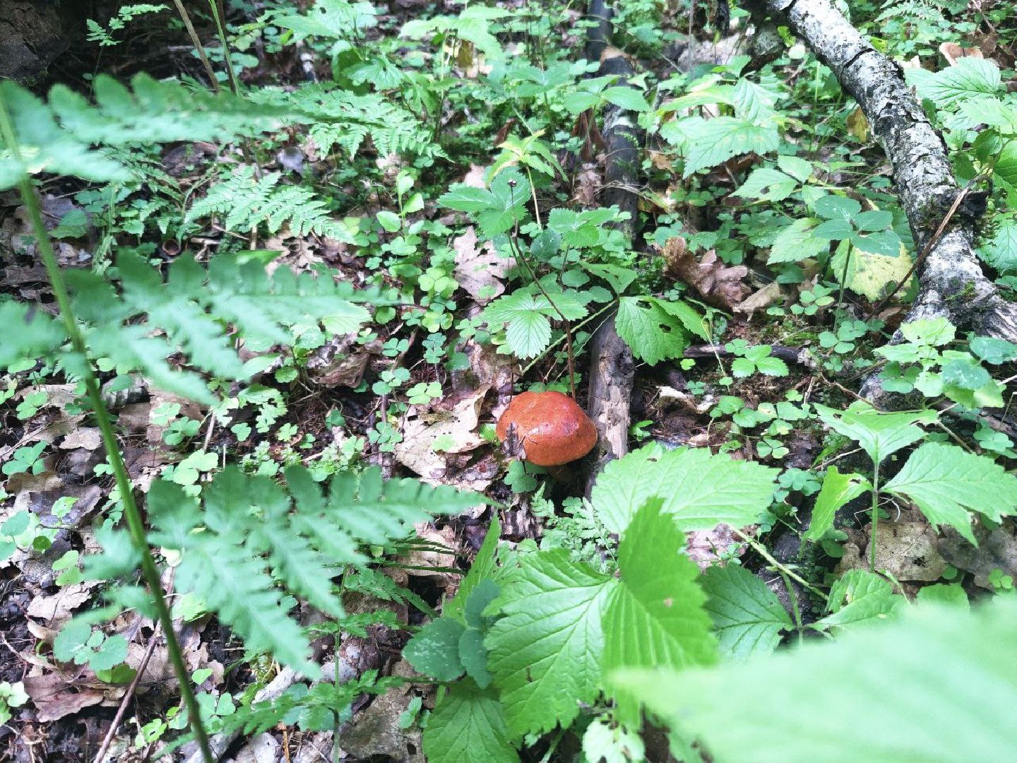 Нахабино, грибы, лес