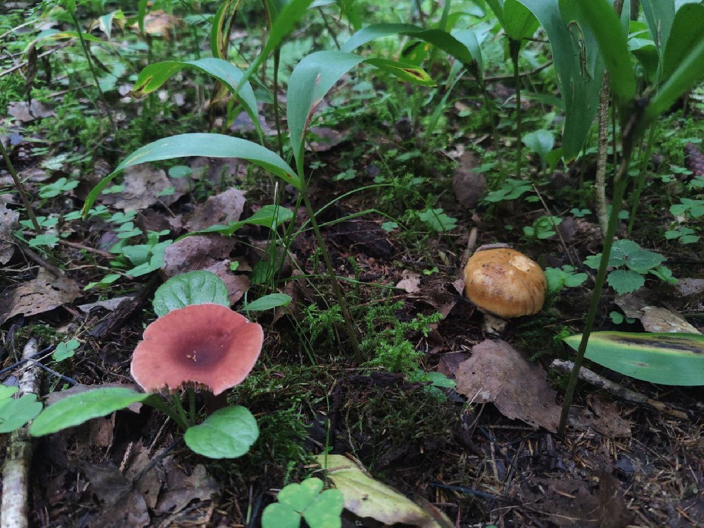 Нахабино, грибы, лес