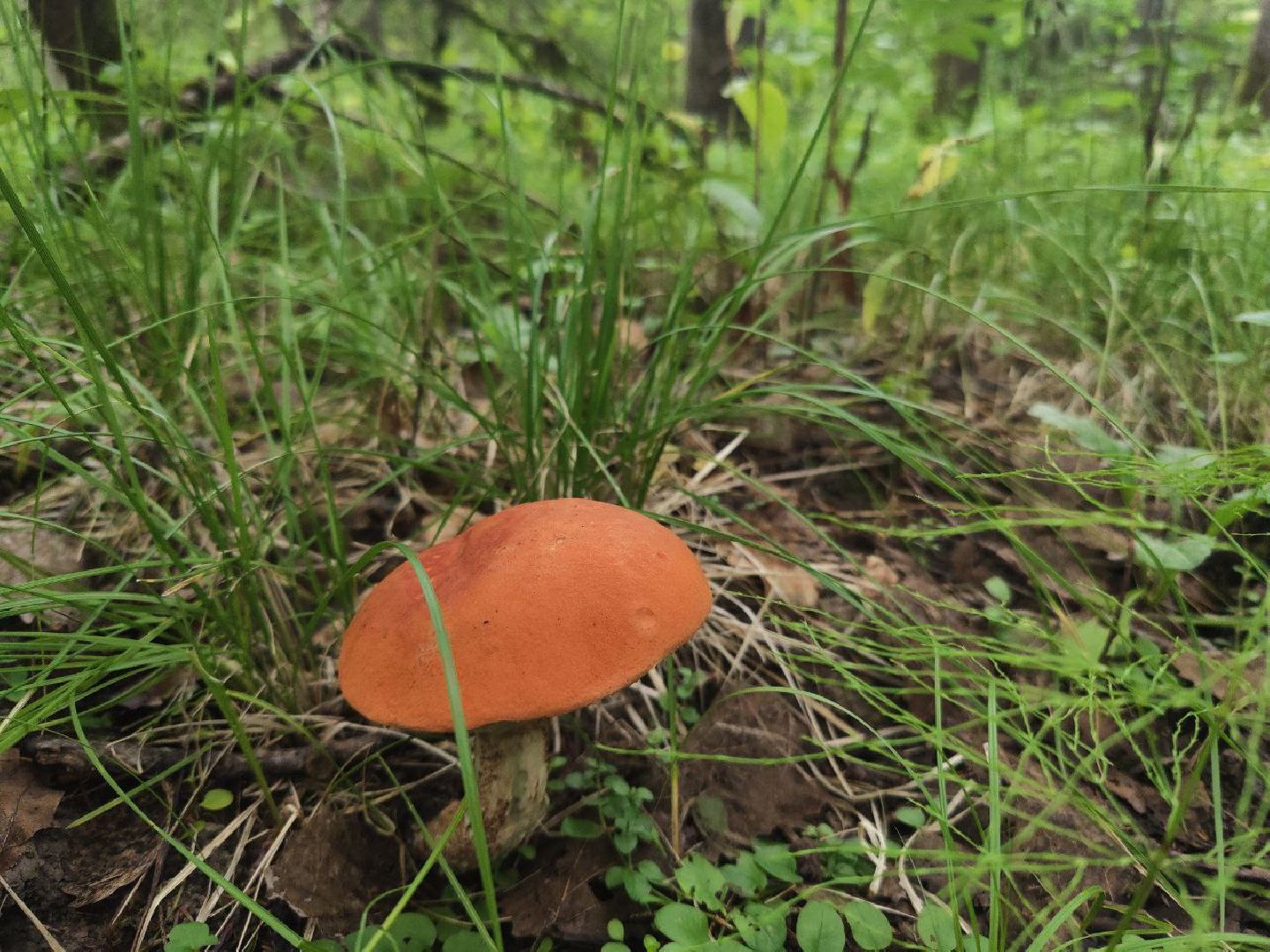 Дедовск, грибы, лес