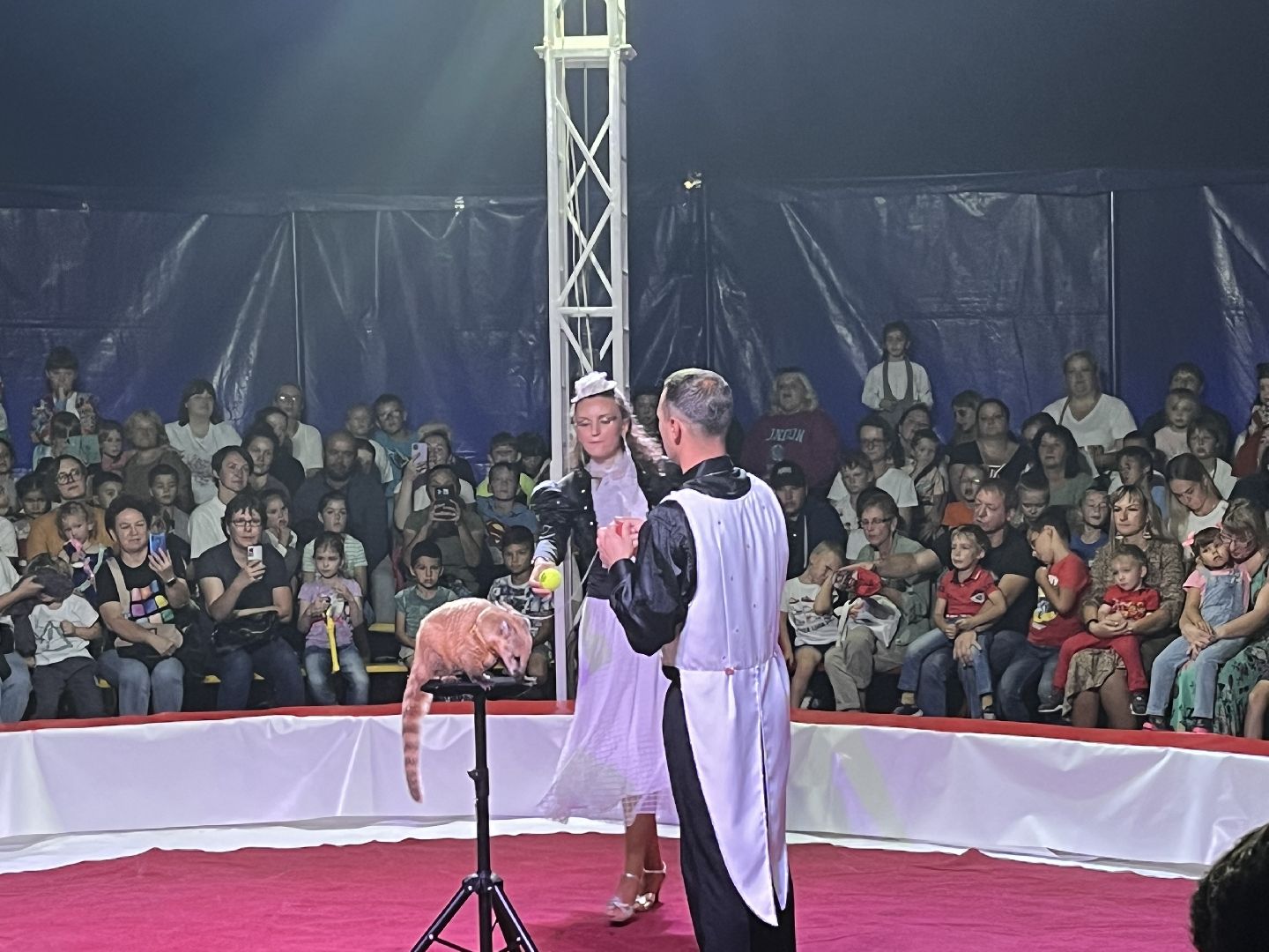 Шаховская, цирк, представление