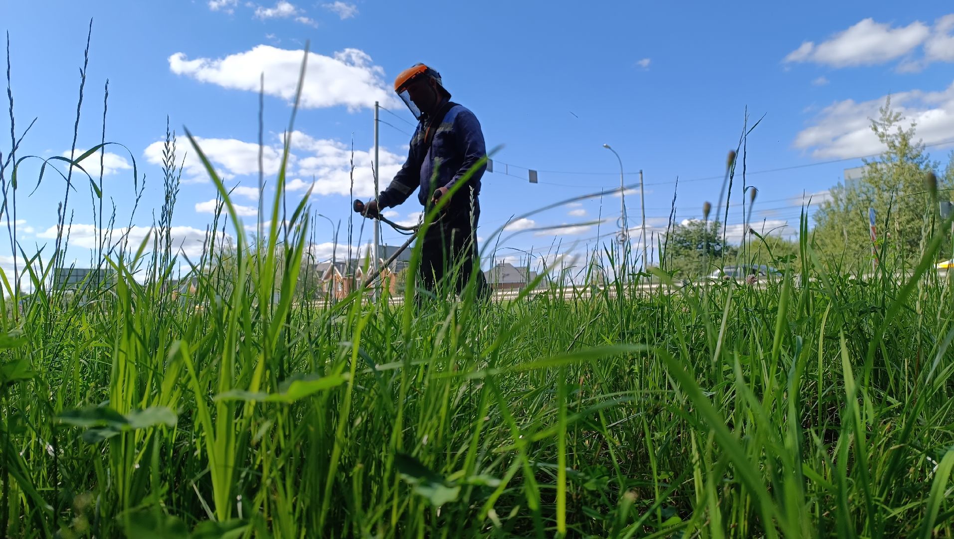 Лобня, благоустройство, трава
