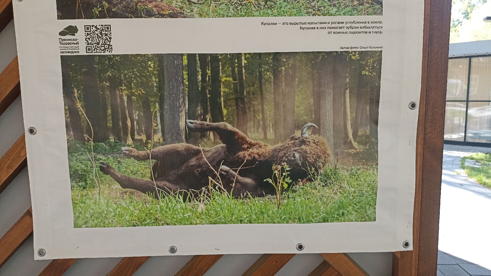 Серпухов, Подмосковье, парк, выставка, заповедник