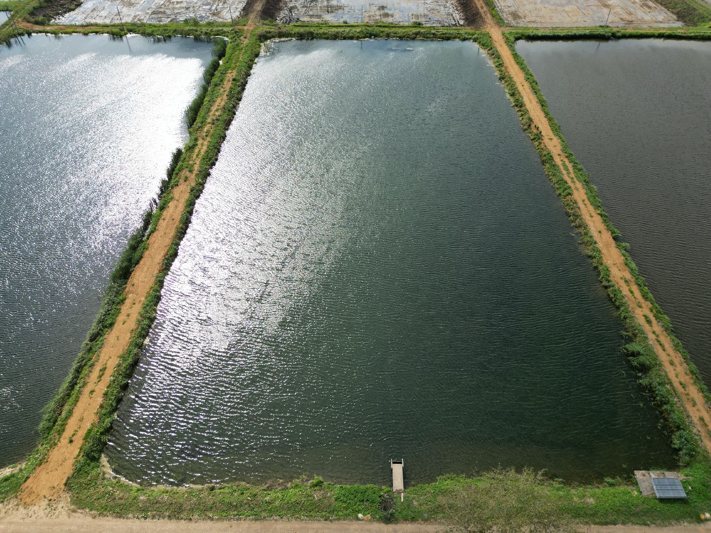 осетр, хозяйство,видео с коптера,