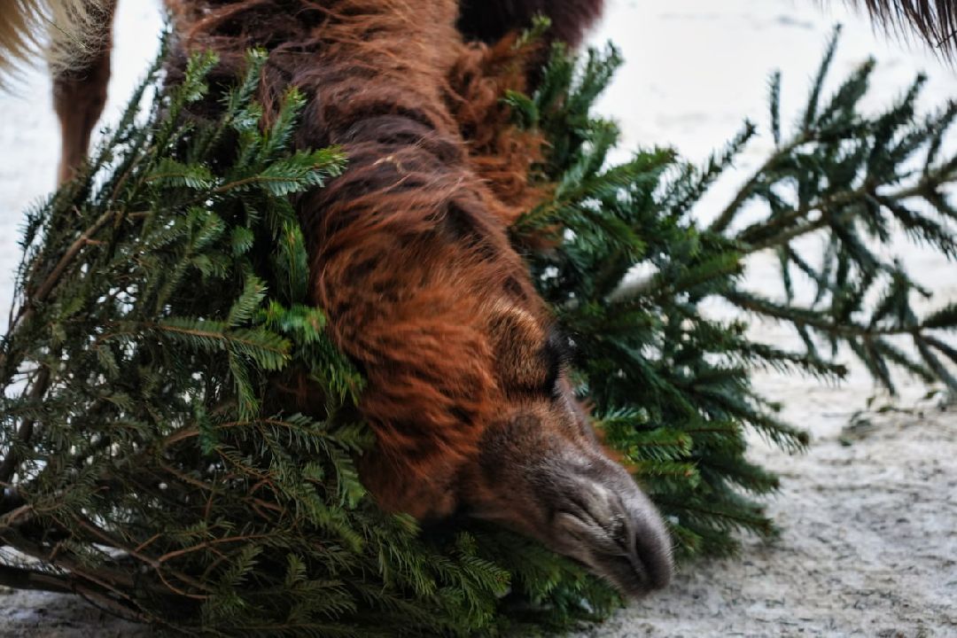 Сергиев Посад