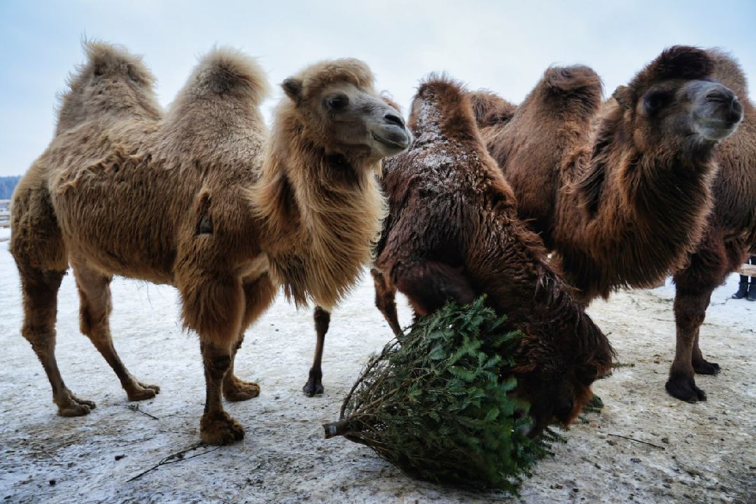 Сергиев Посад