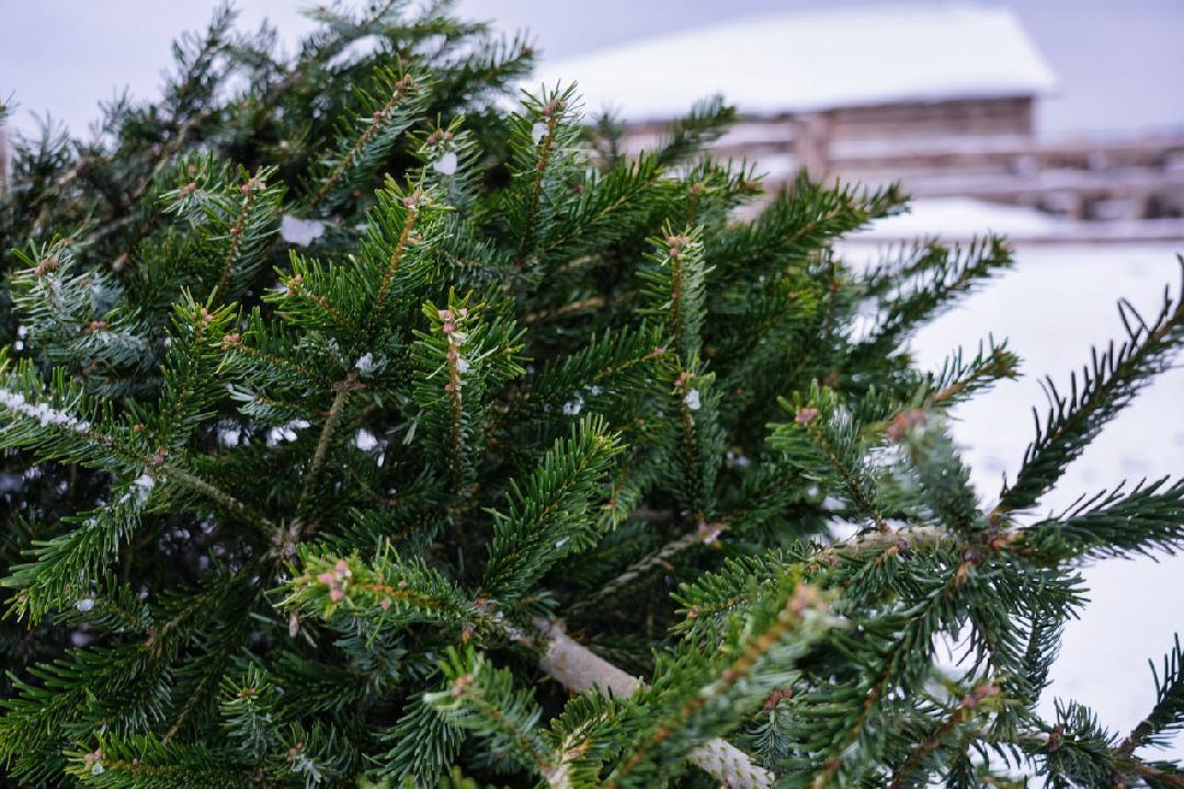 Сергиев Посад