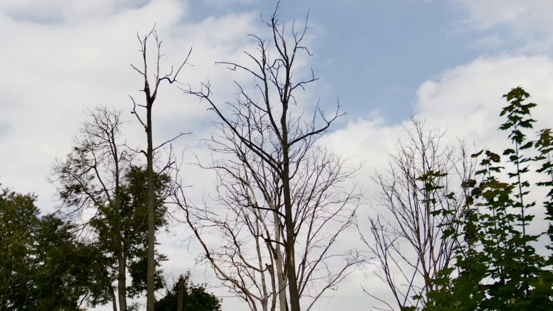 Клин, общество, история, благоустройство