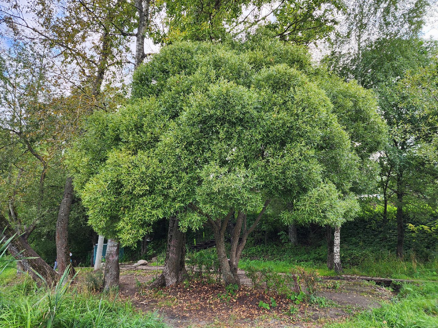 река, городской округ пушкинский, водоём, вода, лето в подмосковье,