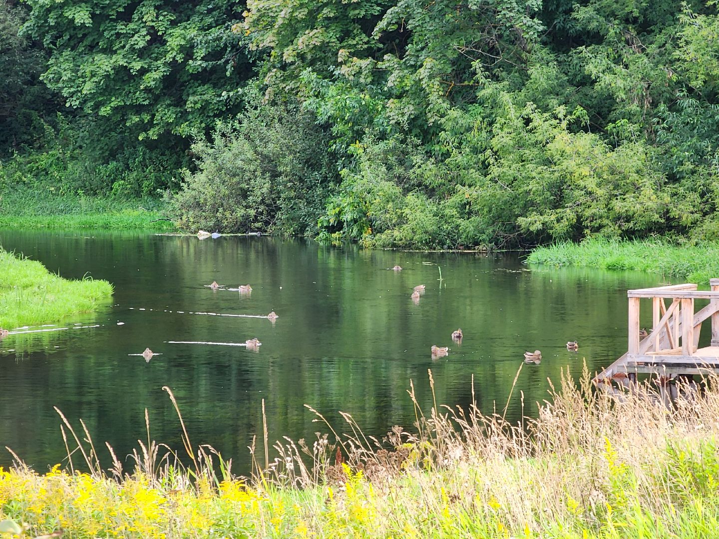 река, городской округ пушкинский, водоём, вода, лето в подмосковье,