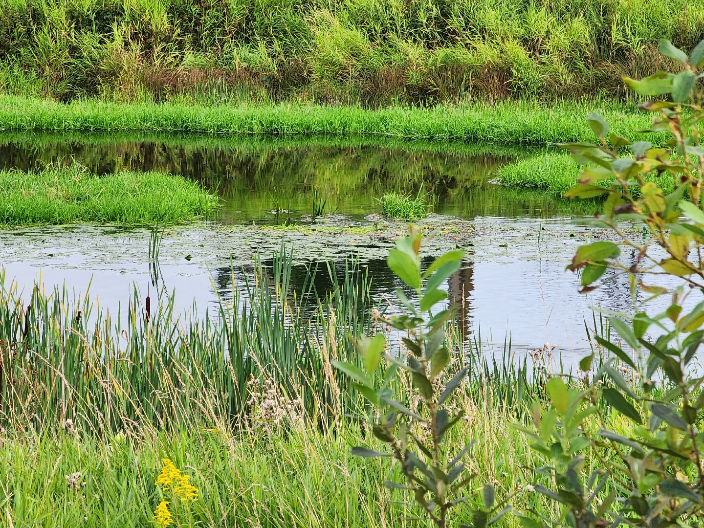 река, городской округ пушкинский, водоём, вода, лето в подмосковье,