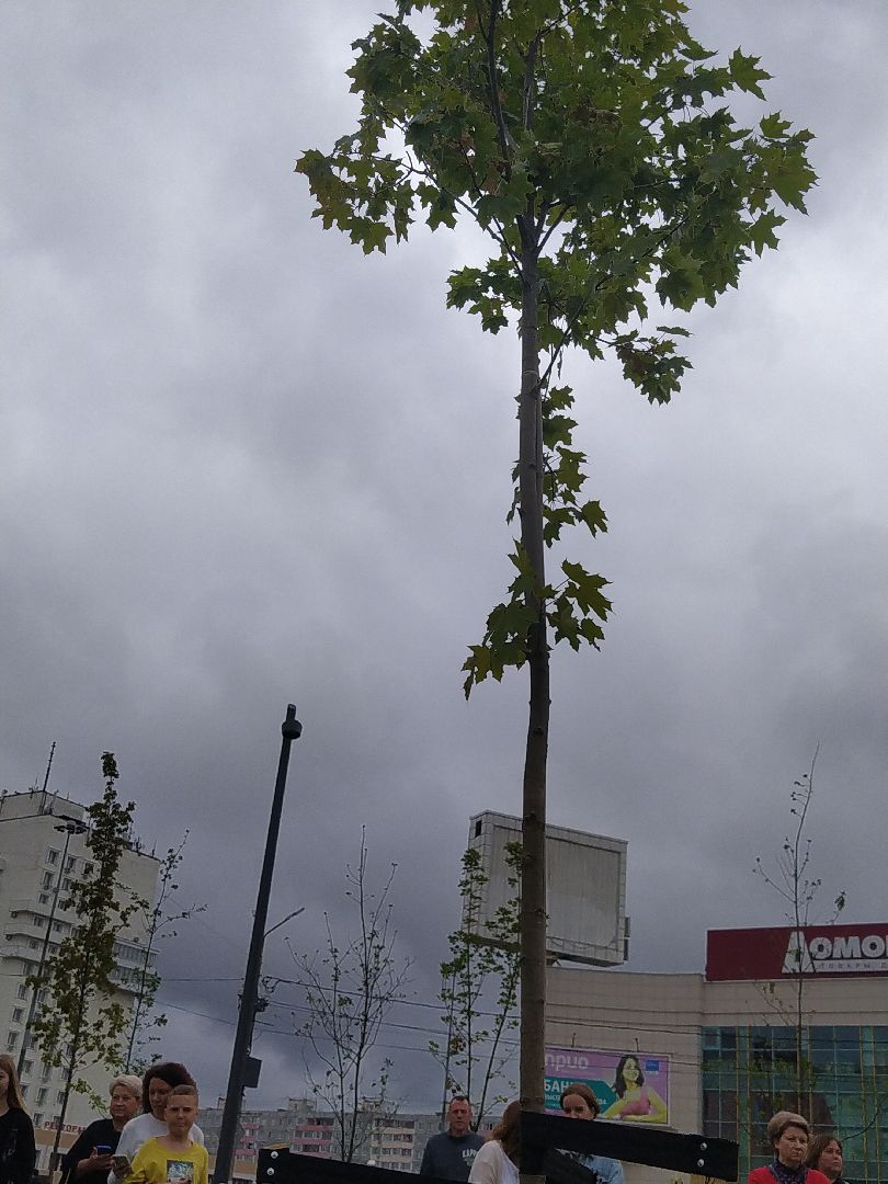 коломна, благоустройство, сквер