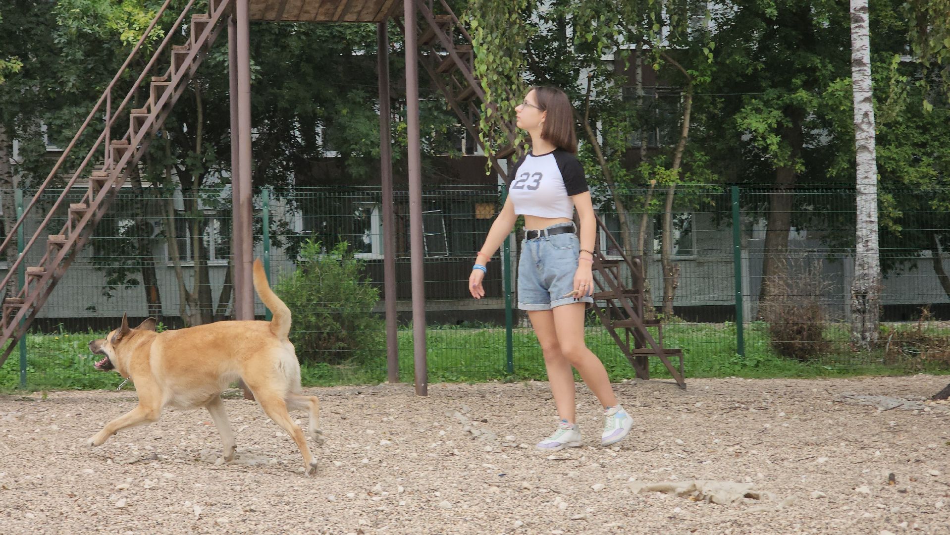 Пушкино, общество, природа, собаки, животные,