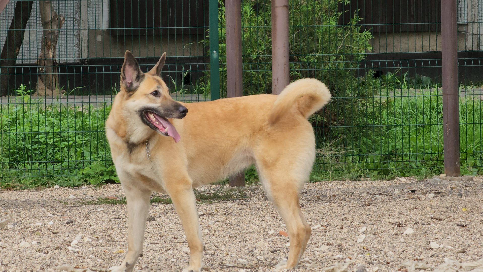 Пушкино, общество, природа, собаки, животные,